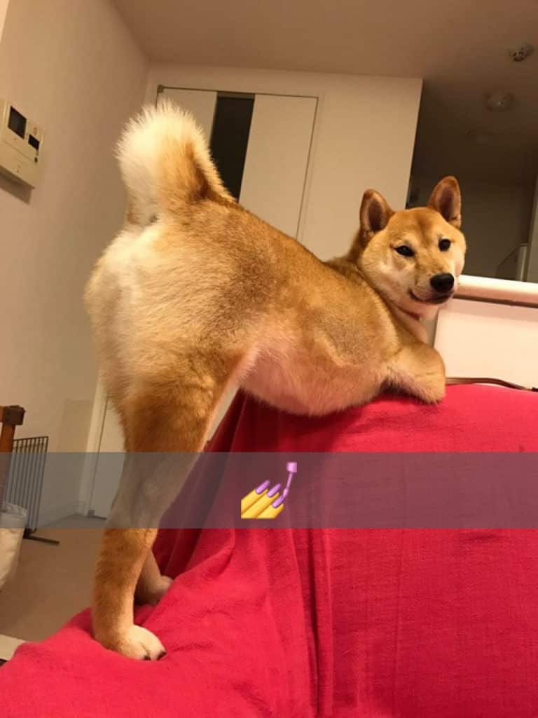 Shiba inu neuter 2025