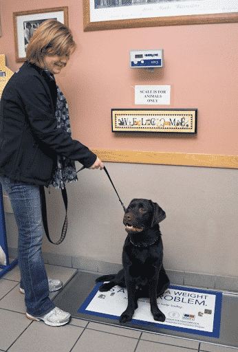 Veterinary weighing scales for veterinarians and clinics by Light