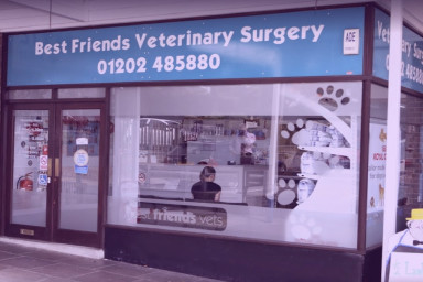 Best friends vet