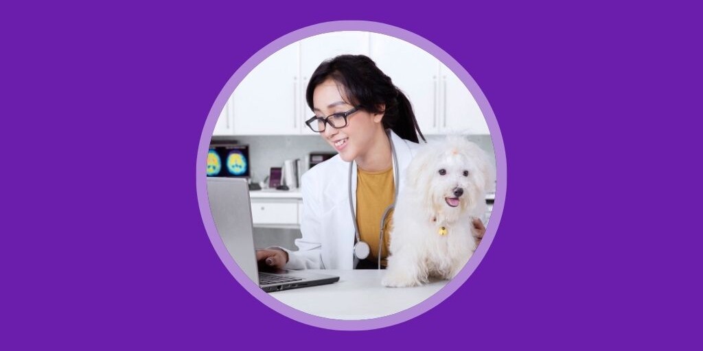 Veterinary Marketing - The Ultimate Guide - Vetstoria blog