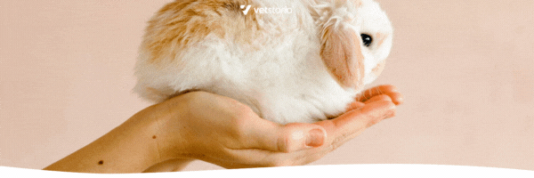 A gif version of the email banner which can be used for veterinary marketing during Easter