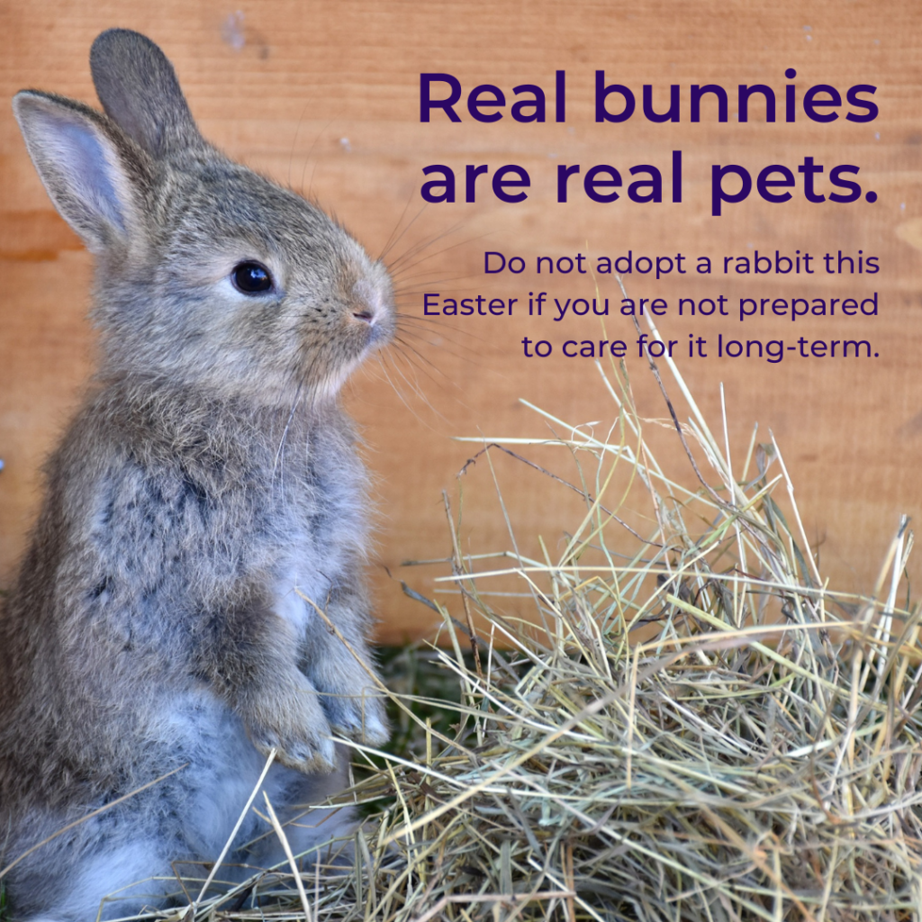 Veterinary marketing during Easter using content packs