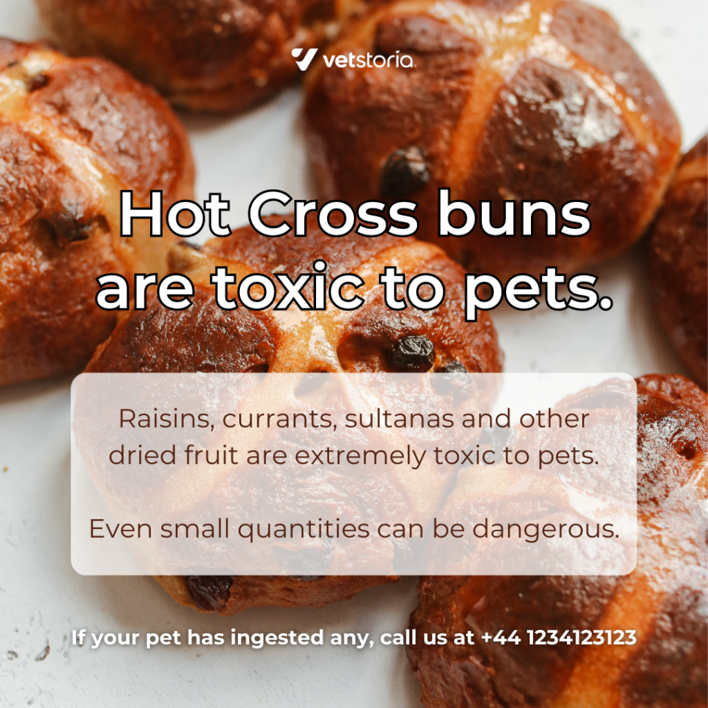 An Instagram image template educating pet owners about the hazards of Easter