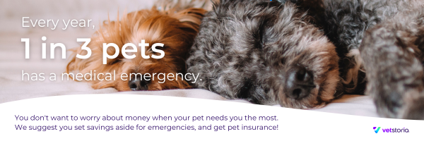 Email banner template from the Pet Insurance content pack