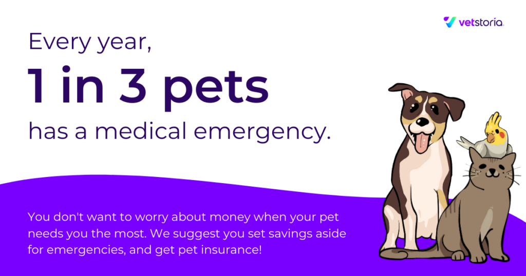 Every year, 1 in 3 pets has a medical emergency. It is important to get pet insurance