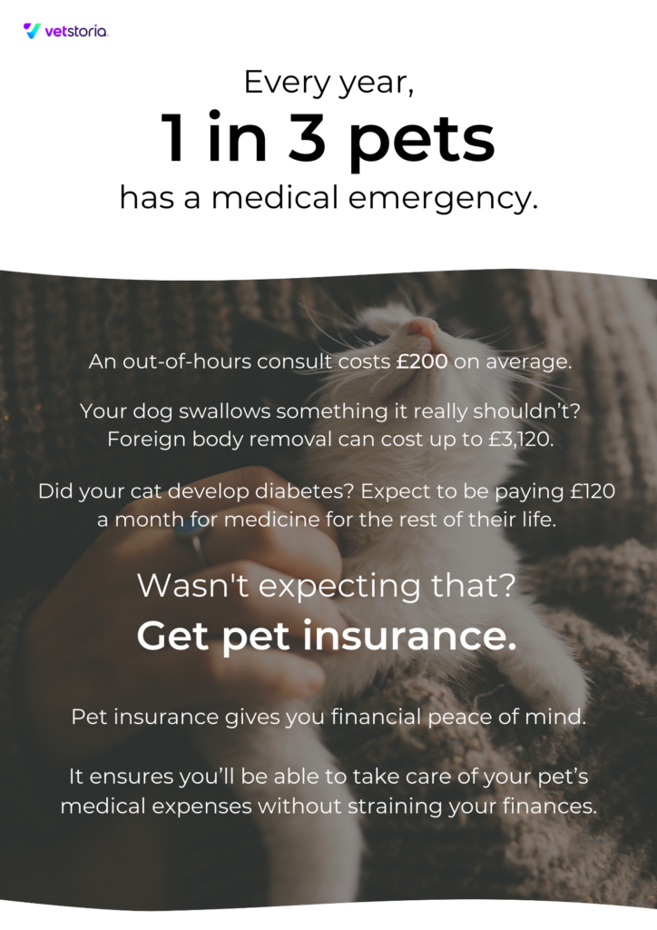 Template of the flyer from Pet Insurance Content Pack