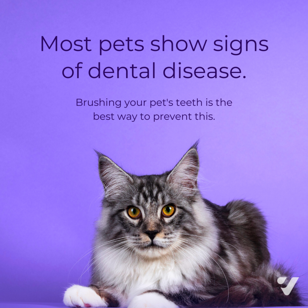 Image templates from pet dental health content packs for effective veterinary marketing