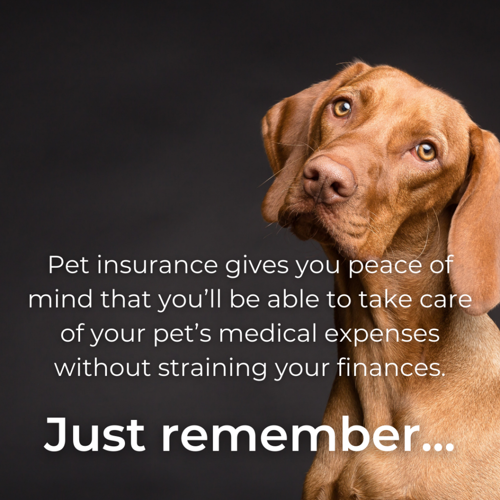 An Instagram template of carousel images from the Pet Insurance Content Pack