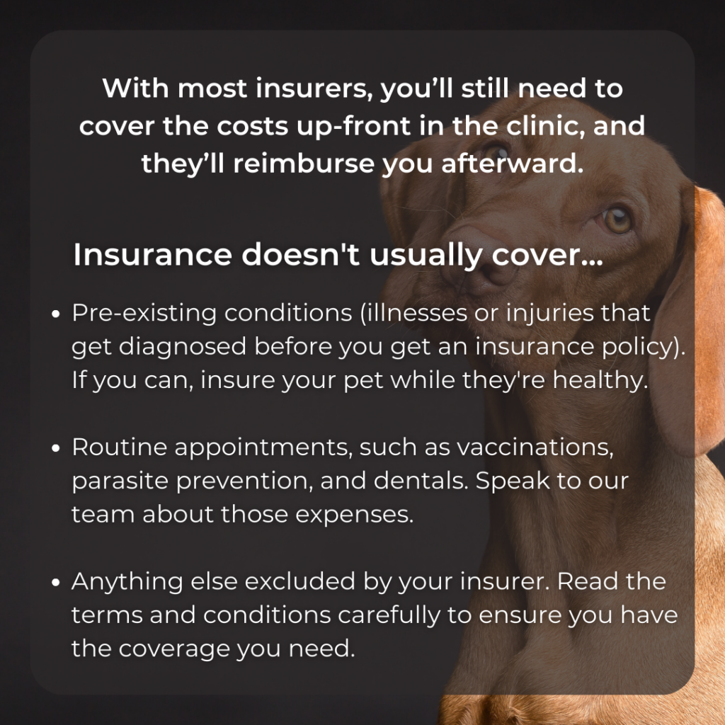 An Instagram template of carousel images from the Pet Insurance Content Pack