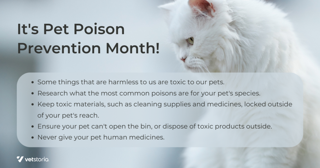 It is pet poison prevention month. Use these assets for effective veterinary marketing