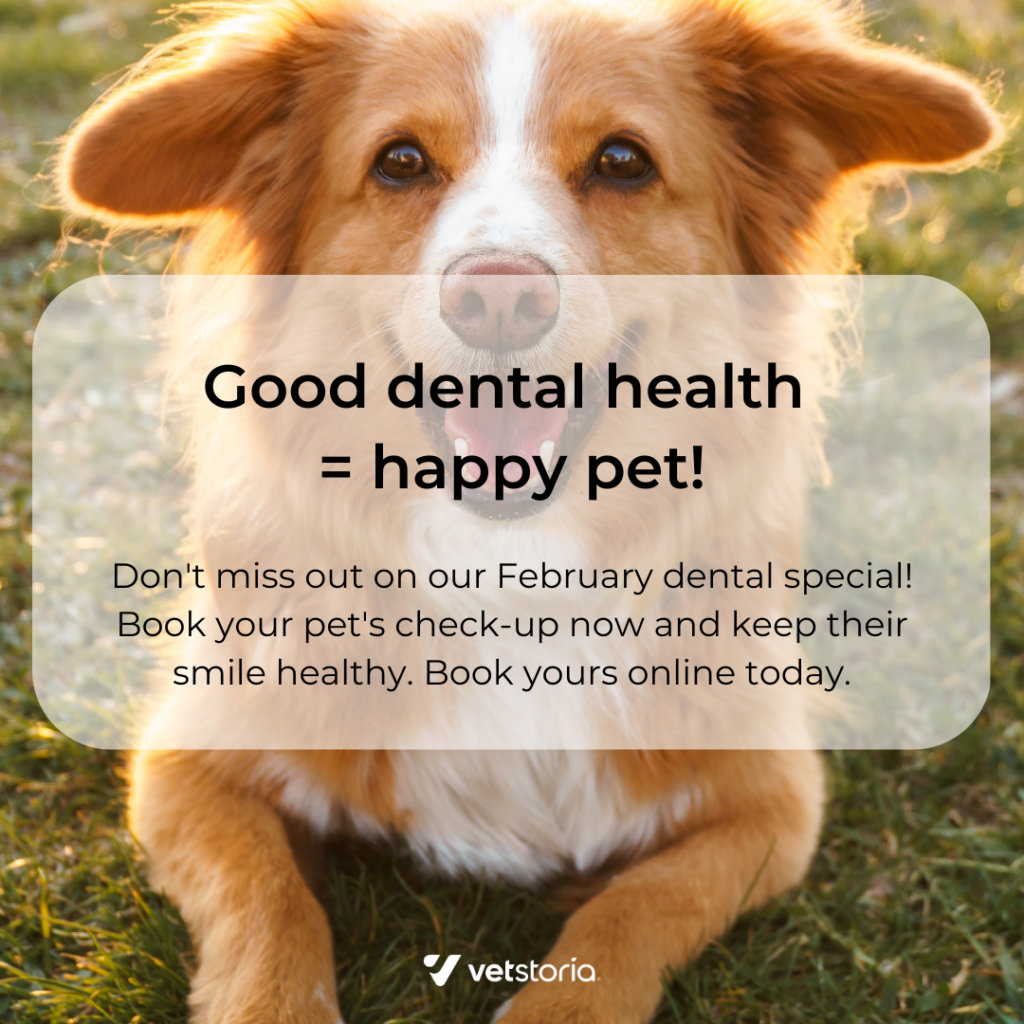 Instagram Carousel image template from pet dental content pack for veterinary marketing