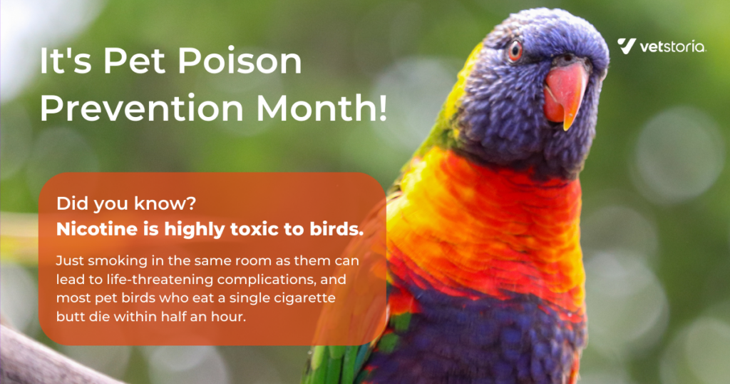 Pet Poison Prevention Month: Educating pet owners about nicotine being harmful for birds as a facebook post for effective veterinary marketing