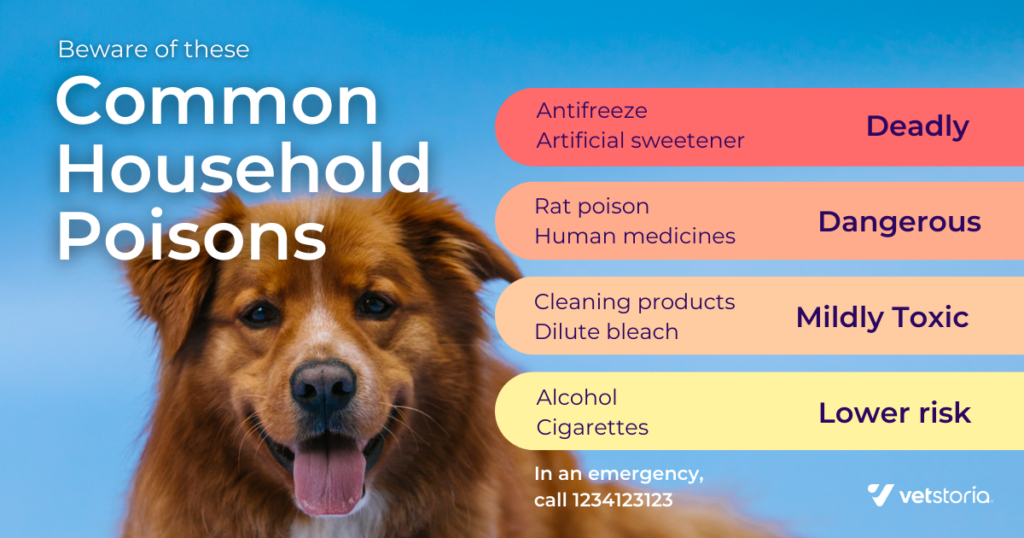 Common household poisons that every pet owner should keep their pet away from.