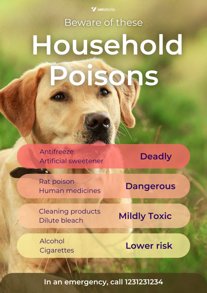 Front page: Template for a flyer for Pet Poison Awareness month for veterinary marketing