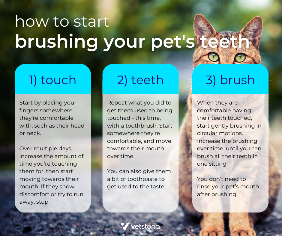 Facebook Image template from pet dental health content pack for veterinary marketing