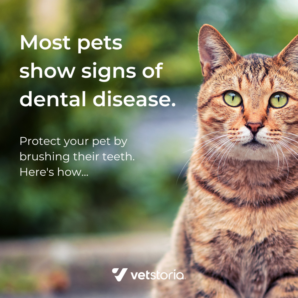 Find out how you can protect your pet by brushing their teeth