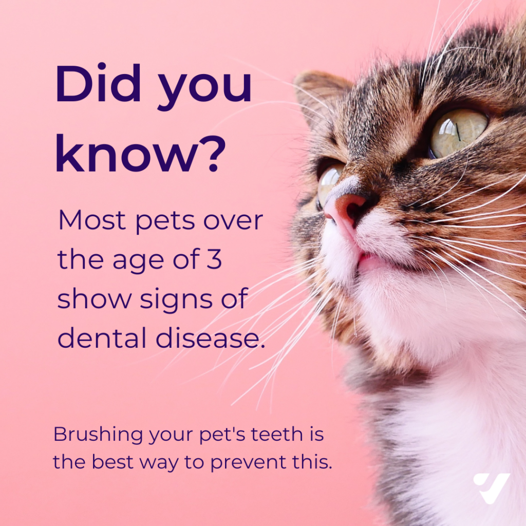 Did you know? Most pets over the age of 3 show signs of dental illness.