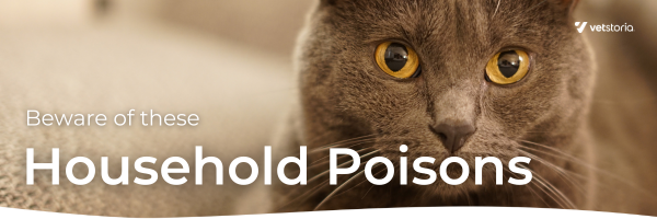 Beware of Household Poison email banners for veterinary marketing
