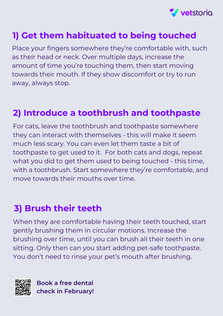 Back page: Flyer template from Pet Dental Content Pack