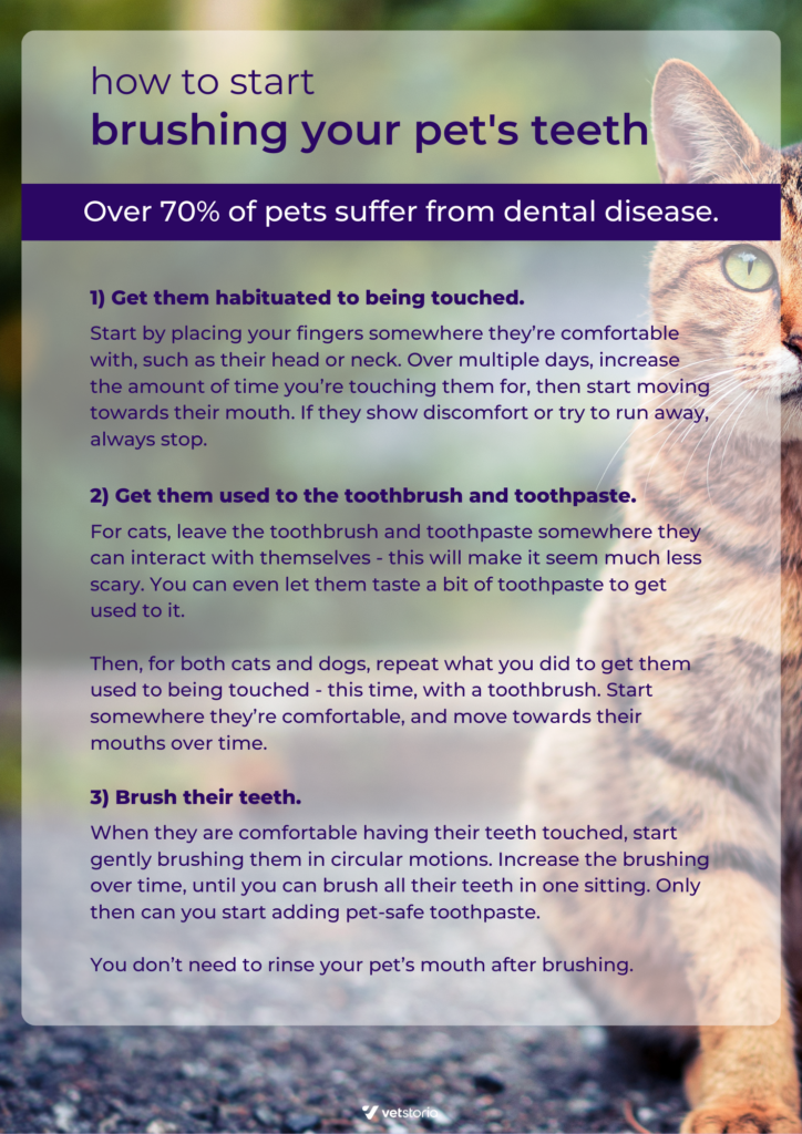 How to start brushing your pet's teeth: Poster template for veterinary marketing