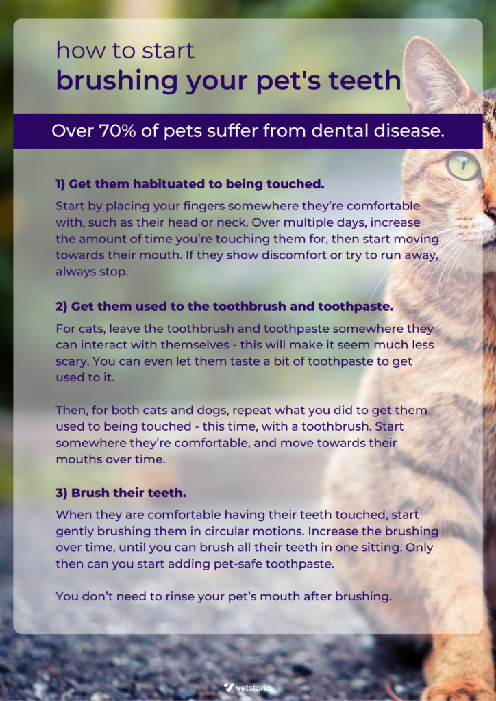 animal dental poster