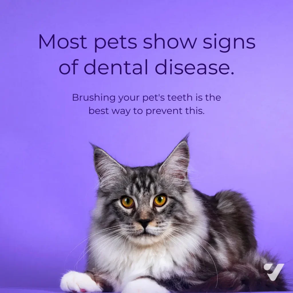 pet dental health month- Vetstoria assets