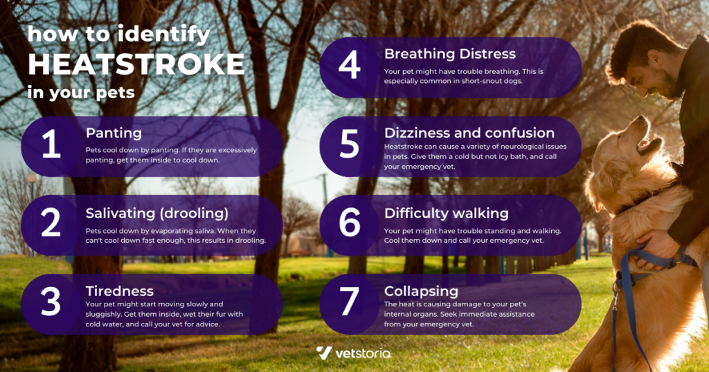 How to identify symptoms of heatstroke in pets and help educate pet owners for veterinary matketing