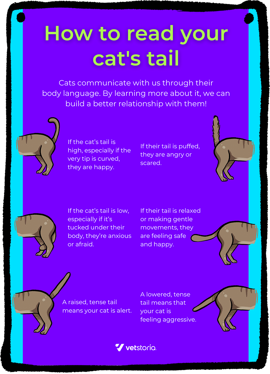 Understanding Pet Body Language Vetstoria content pack featured image 1