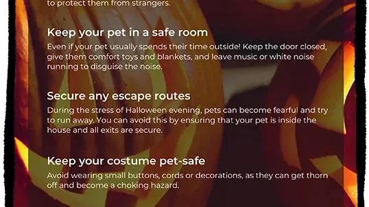 Halloween Pet Hazards Poster Mockup Template