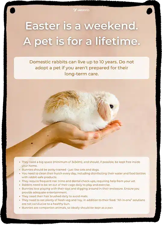 Easter pet safety Poster Mockup Template