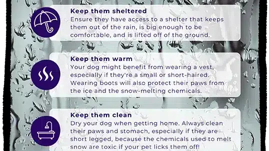 Extreme cold weather pet safety Poster Mockup Template