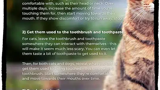 How to Brush Pet Teeth Poster Mockup Template