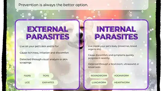Parasite Prevention Poster Mockup Template