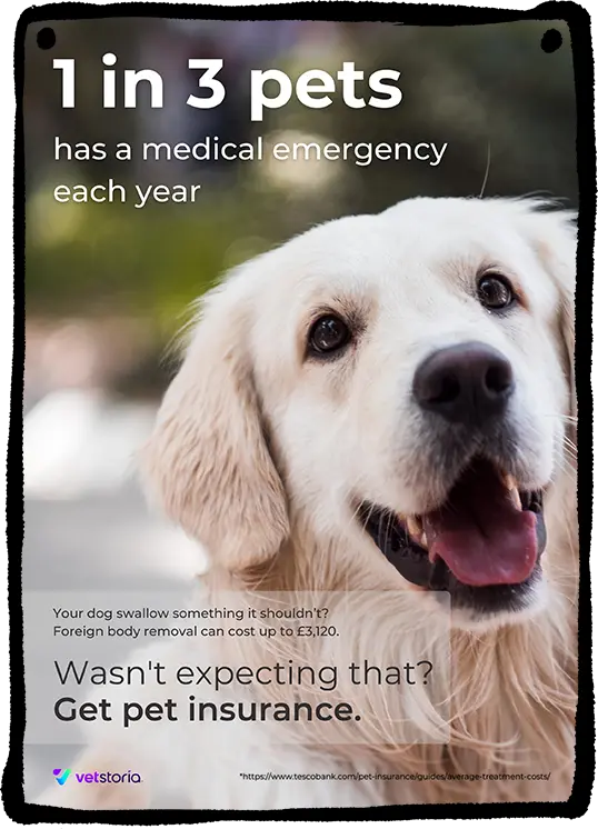 Pet Insurance Poster Mockup Template