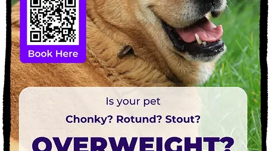 Pet Obesity Weight check Poster Mockup Template