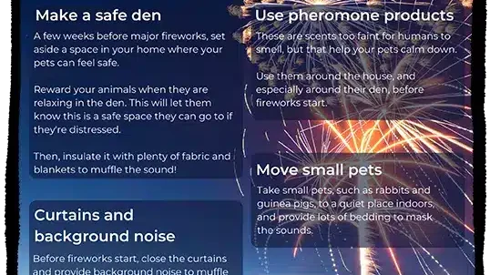 Prepare pet for fireworks Poster Mockup Template