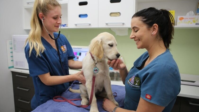 Great western animal hospital australia feature image