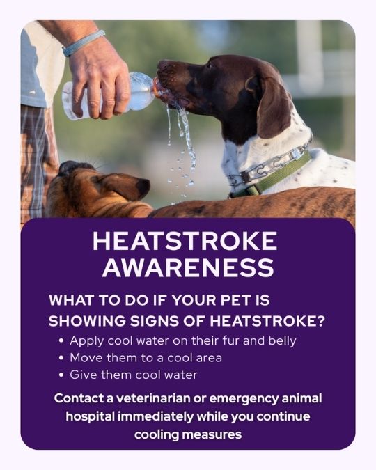 Vetstoria 2026 January freebies 11