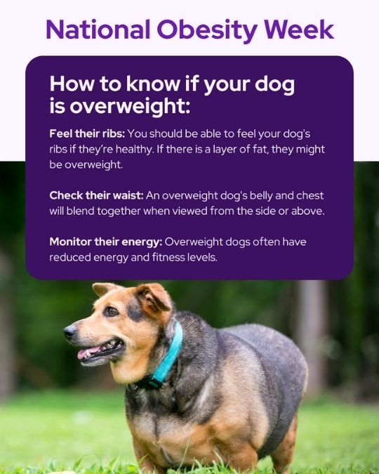 Vetstoria 2026 January freebies 4