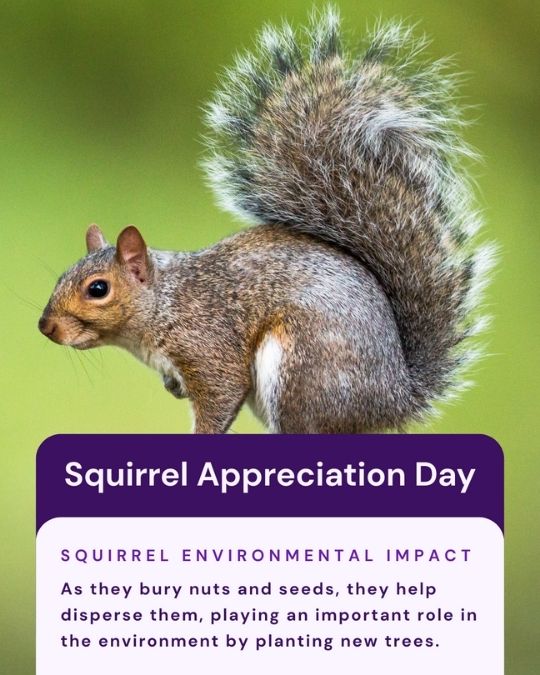 Vetstoria 2026 January freebies 5