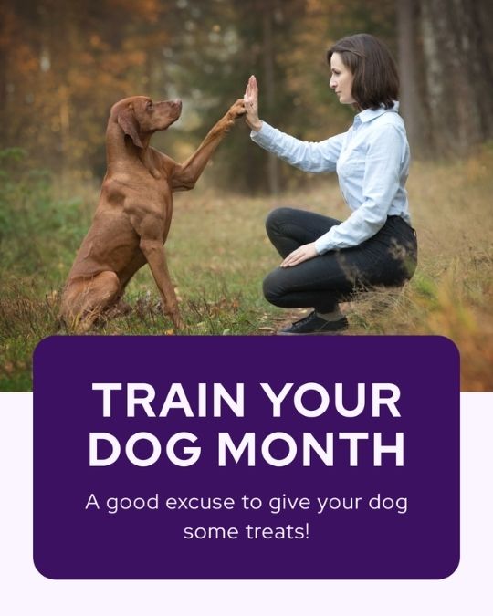 Vetstoria 2026 January freebies 8