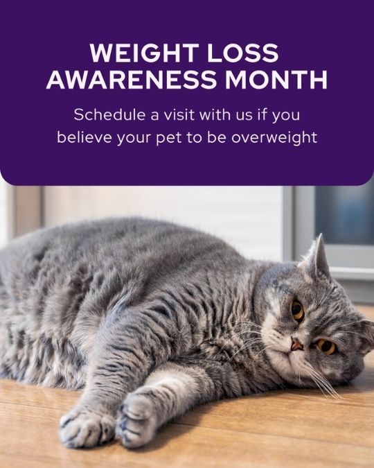 Vetstoria 2026 January freebies 9