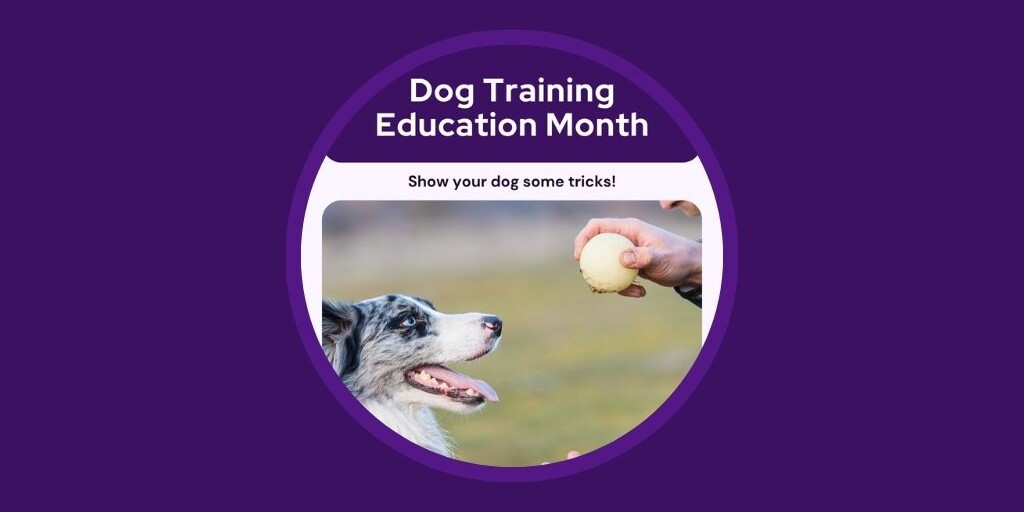 Australia Edition - 10 Veterinary Marketing Ideas for February Vetstoria
