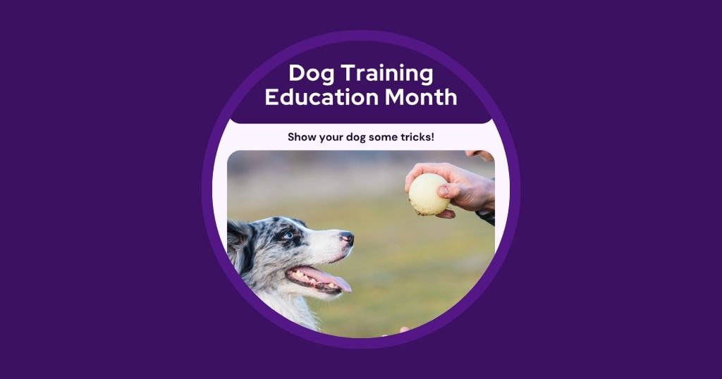 Australia Edition - 10 Veterinary Marketing Ideas for February Vetstoria