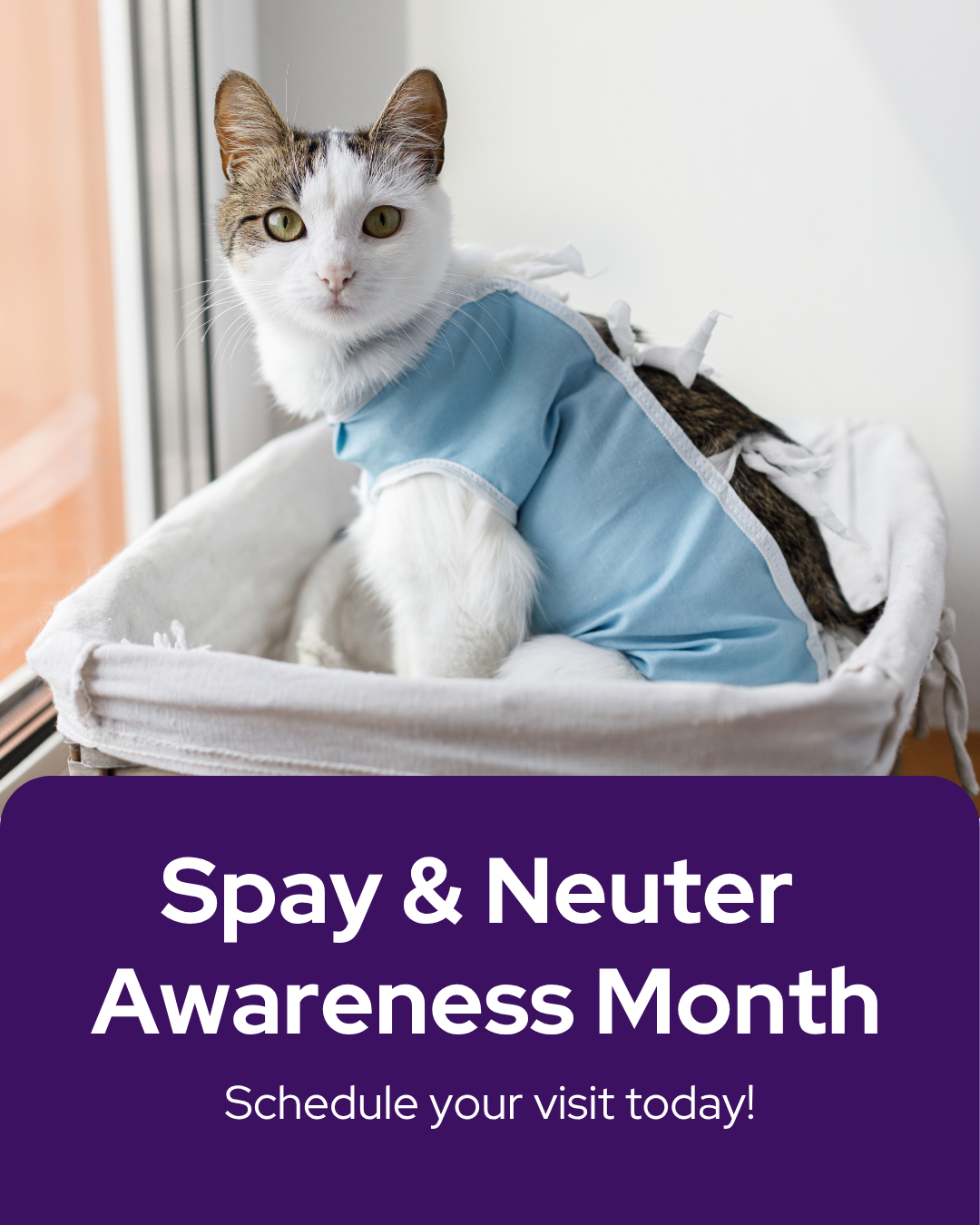 Vetstoria marketing freebies for February