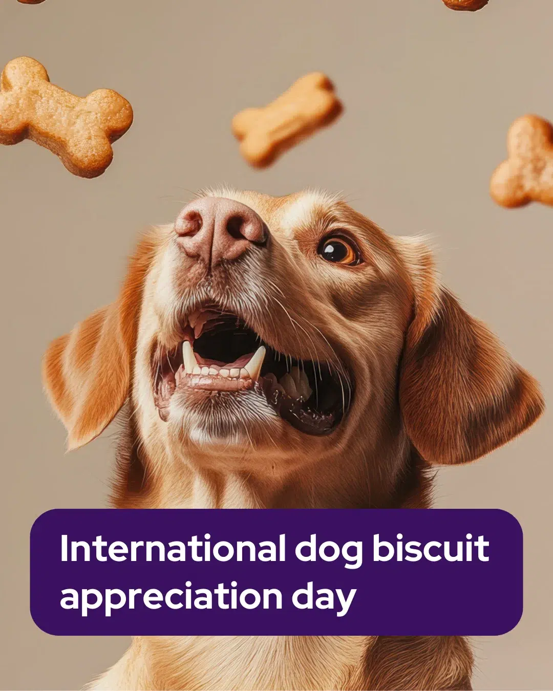 Vetstoria marketing freebies for February 12