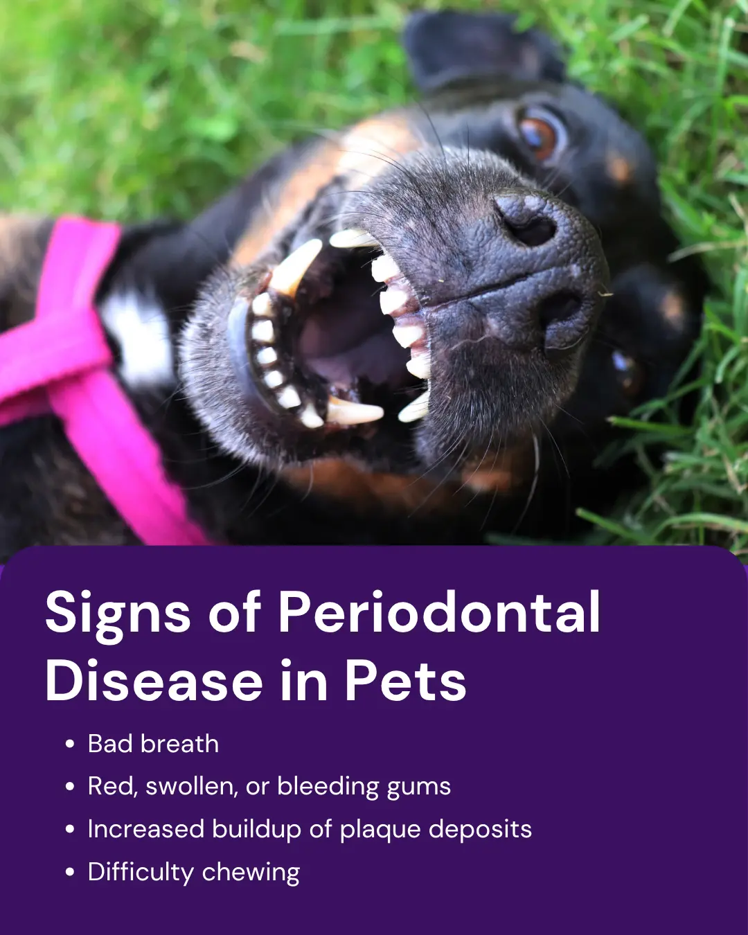 Vetstoria marketing freebies for February 2