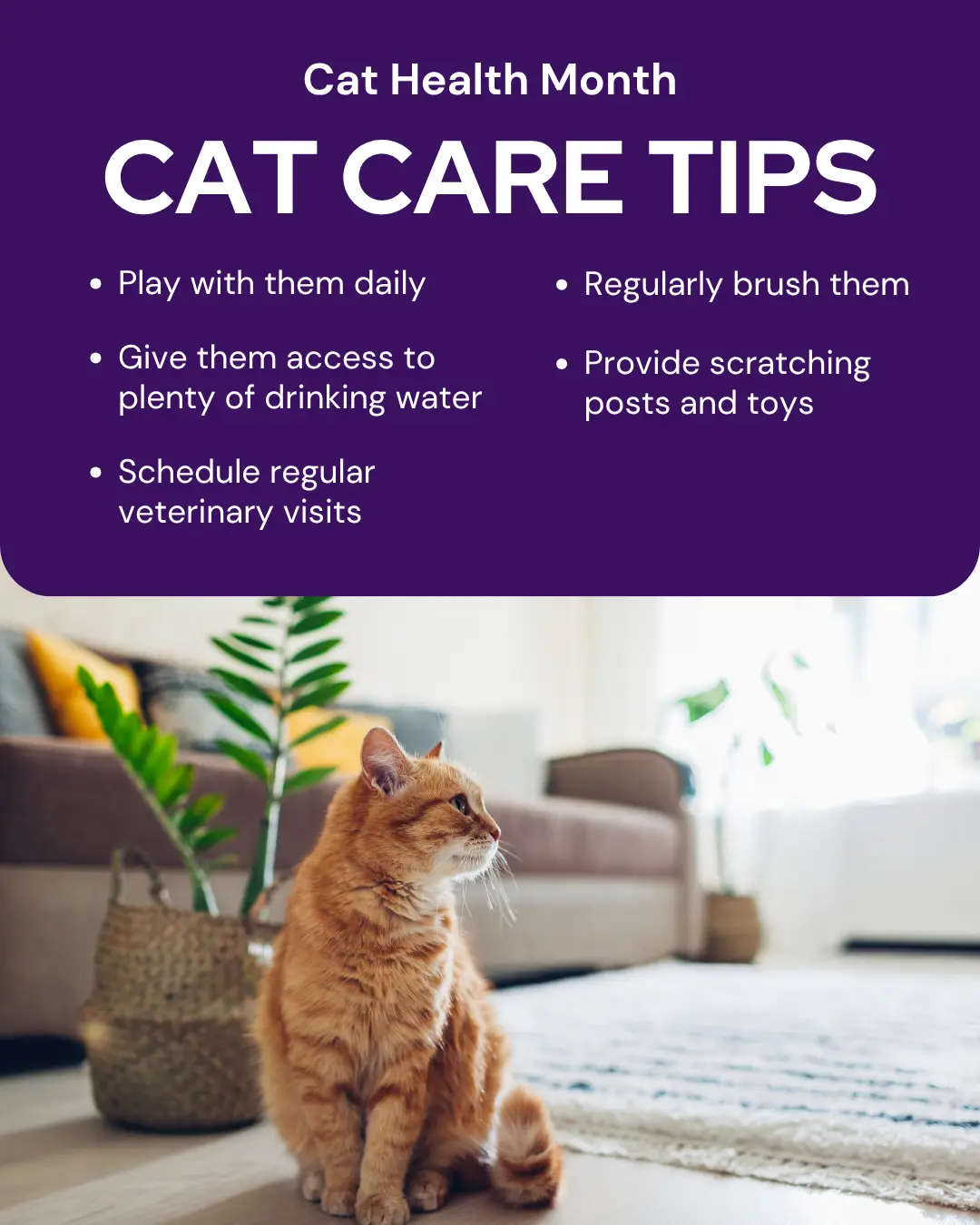 Vetstoria marketing freebies for February