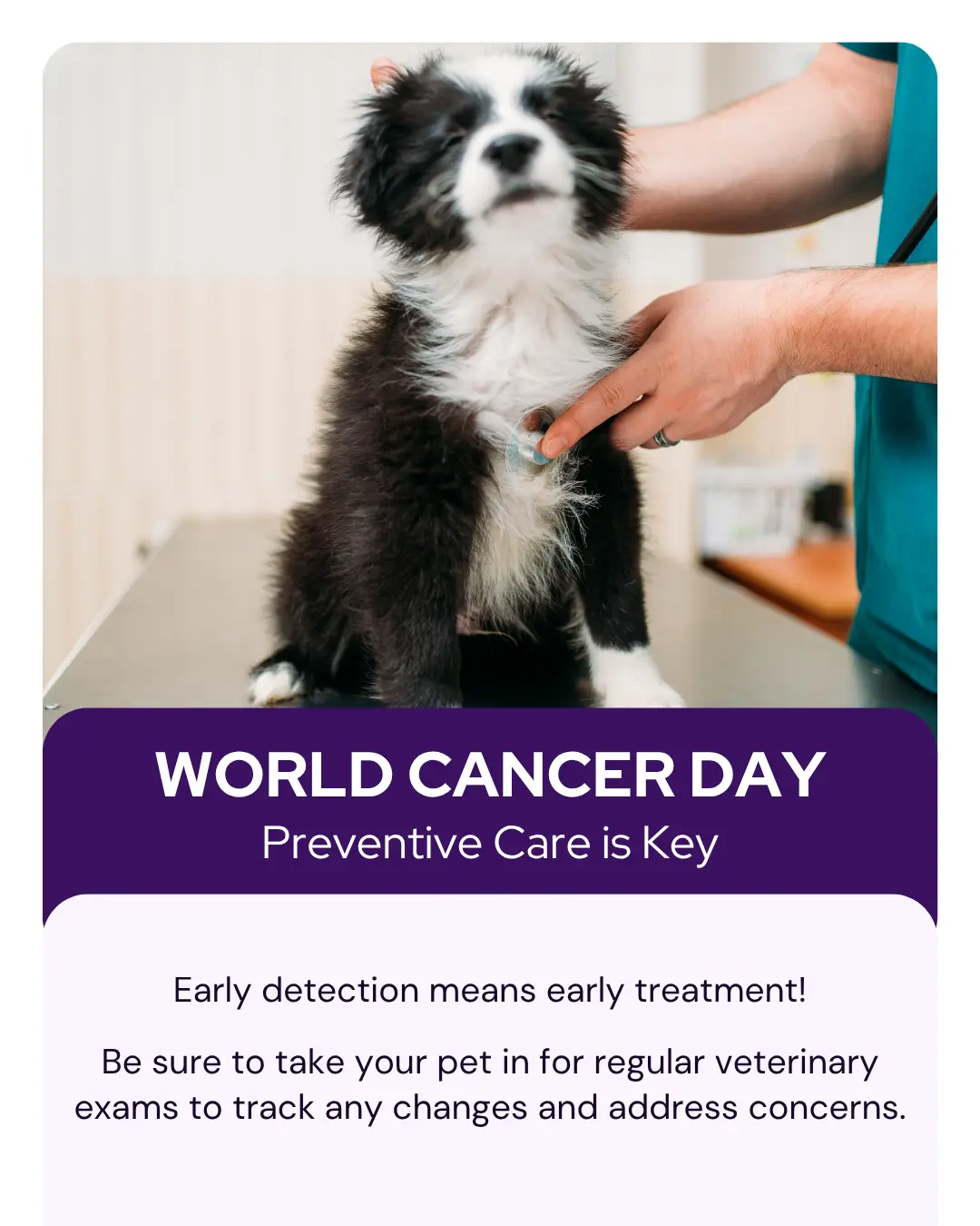 Vetstoria marketing freebies for February