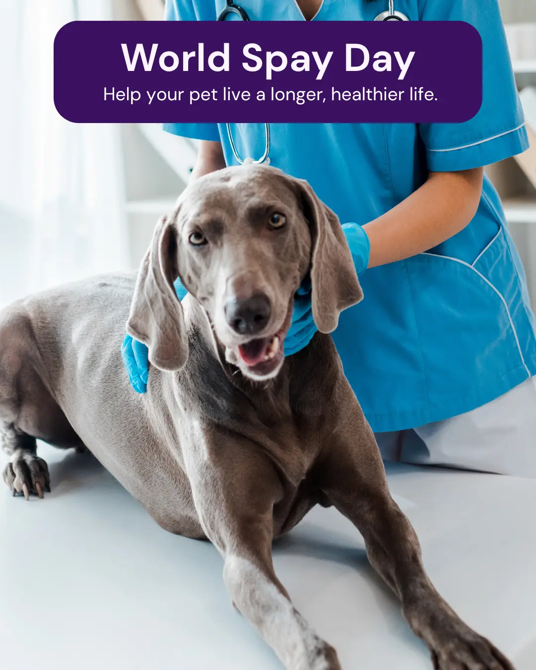 Vetstoria marketing freebies for February 9